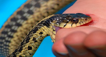 Действия при укусах змей