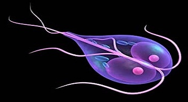 Лямблии: лечение лямблиоза у взрослых и детей